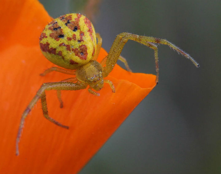 A Crab Spider on California Poppy
